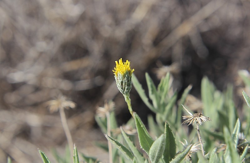 Haplopappus schumannii photo 3
