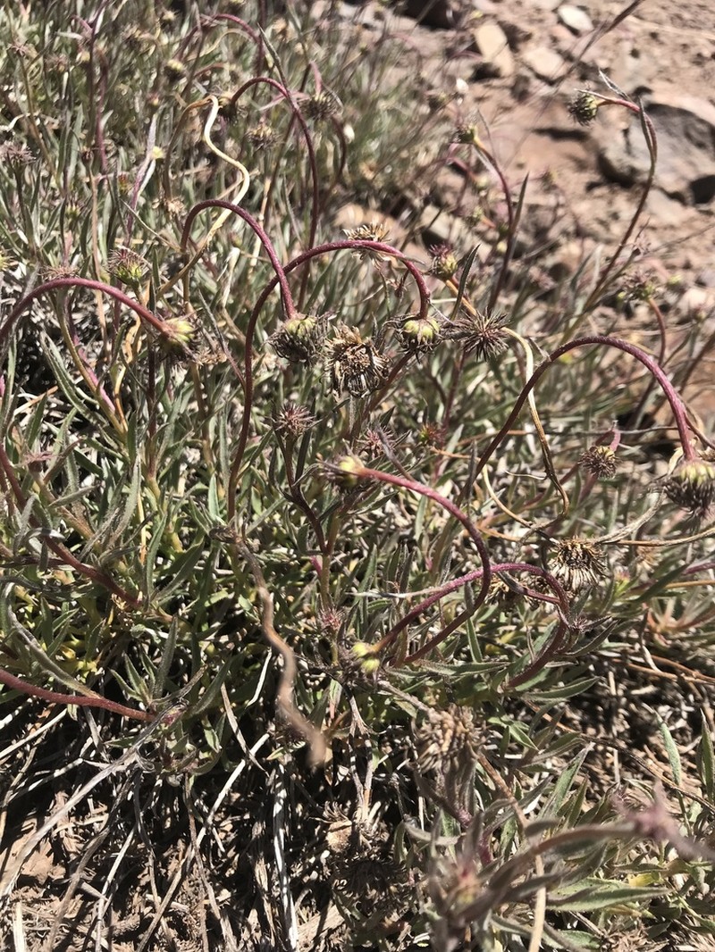 Haplopappus schumannii photo 4