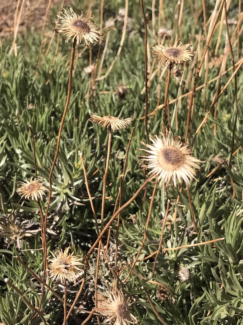 Haplopappus schumannii photo 5
