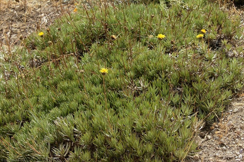 Haplopappus schumannii photo 6