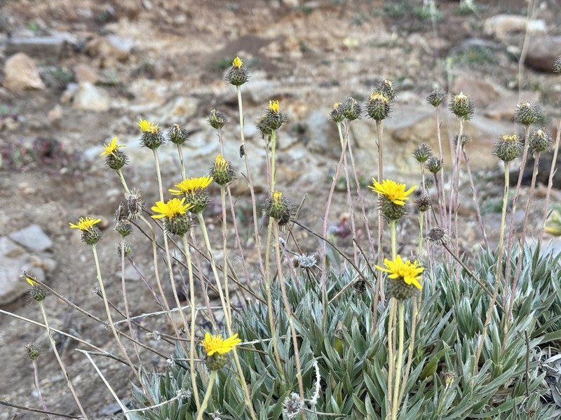Haplopappus schumannii photo 7