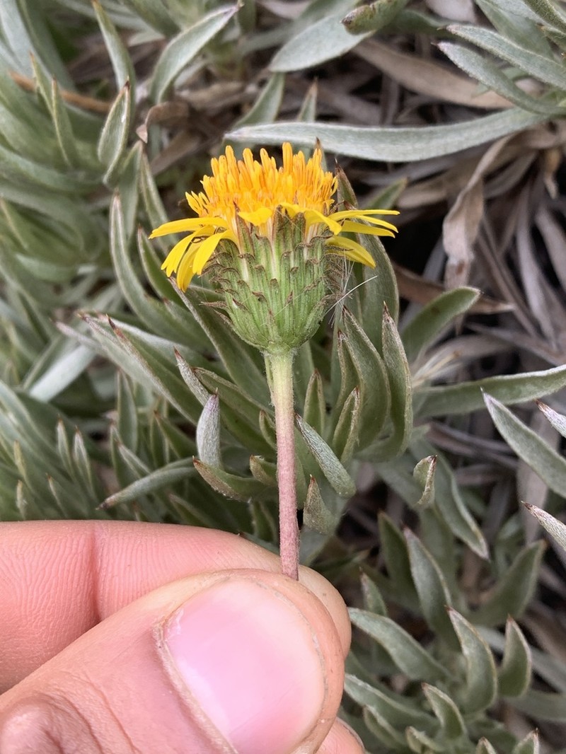 Haplopappus schumannii photo 8