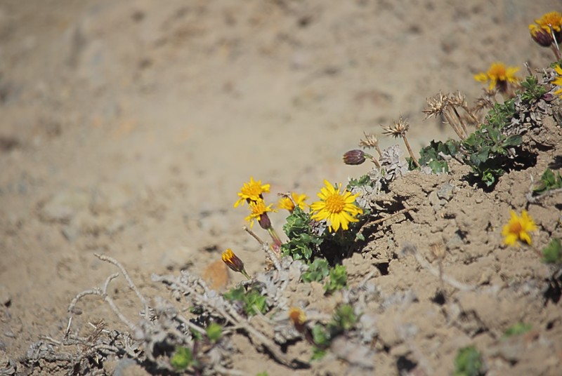 Haplopappus scrobiculatus