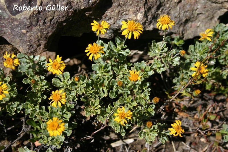 Haplopappus scrobiculatus photo 2