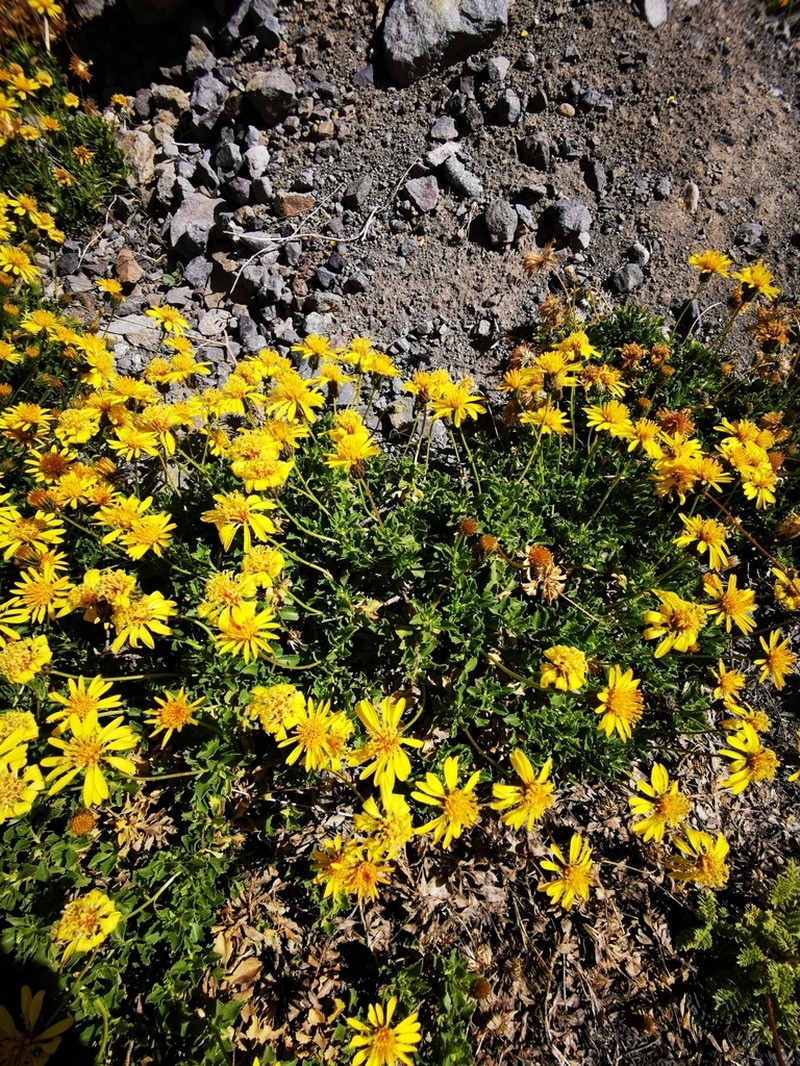 Haplopappus scrobiculatus photo 4