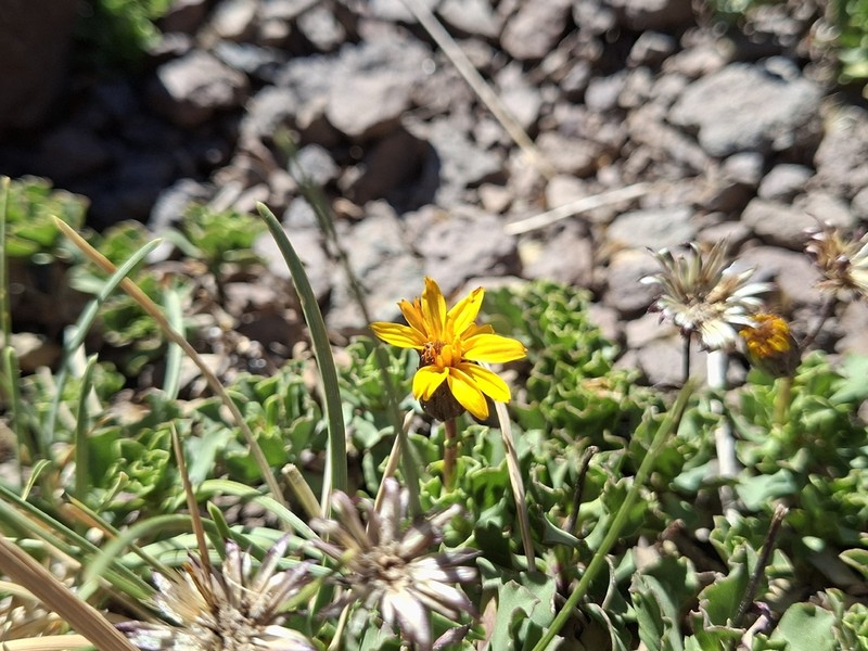 Haplopappus scrobiculatus photo 5