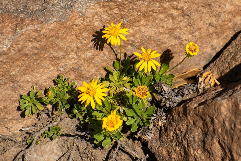 Haplopappus scrobiculatus photo 6