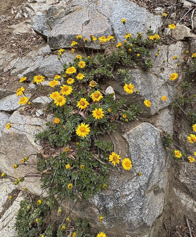 Haplopappus scrobiculatus photo 7