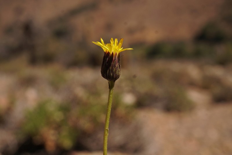 Haplopappus scrobiculatus photo 8