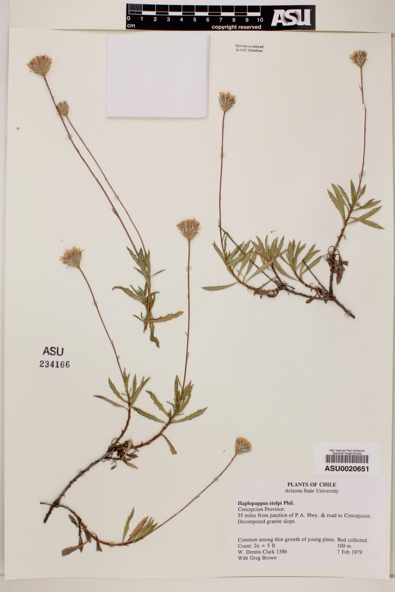 Haplopappus stolpii