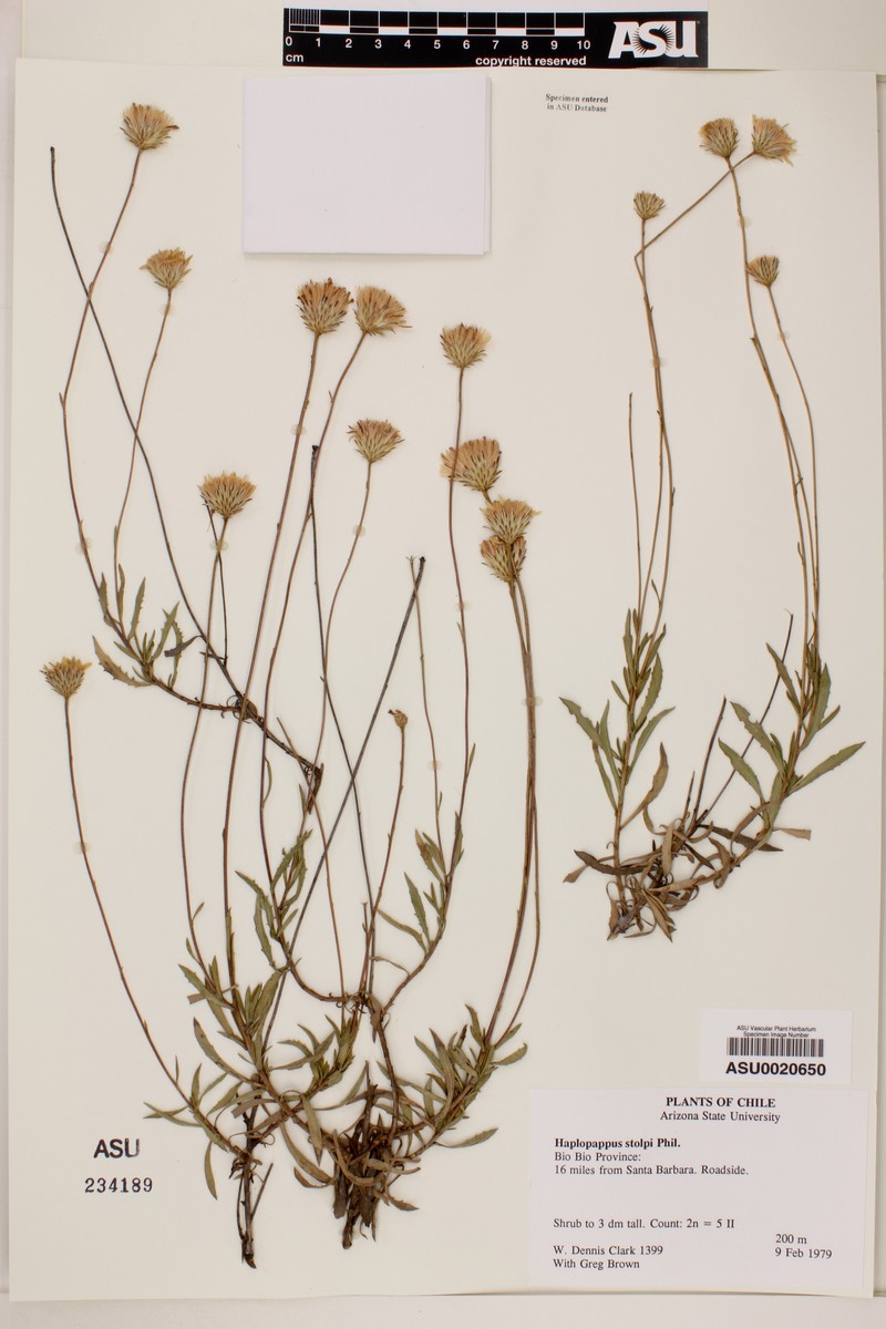 Haplopappus stolpii photo 2
