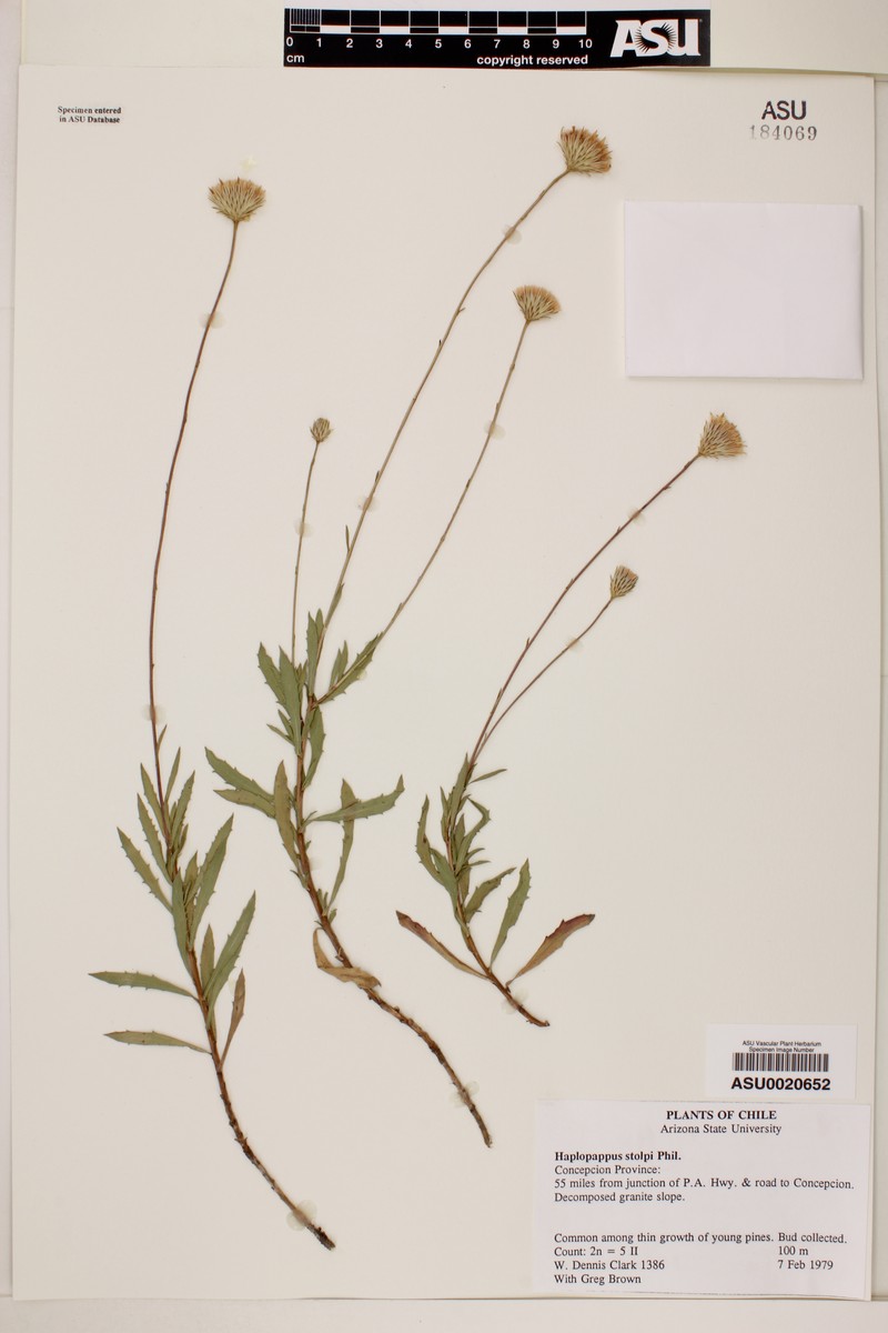 Haplopappus stolpii photo 3
