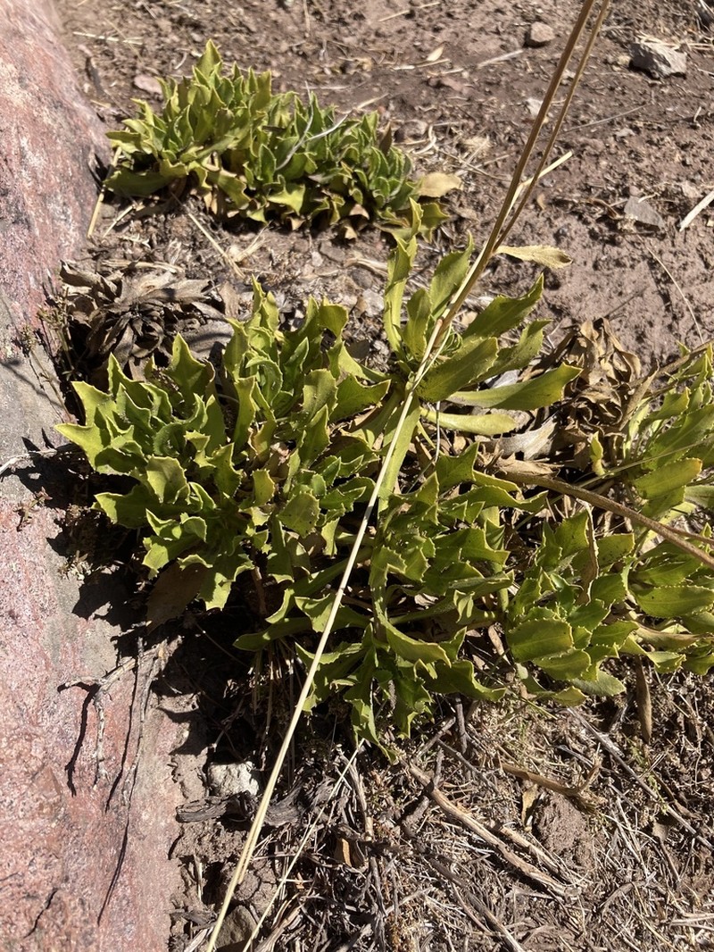 Haplopappus taeda