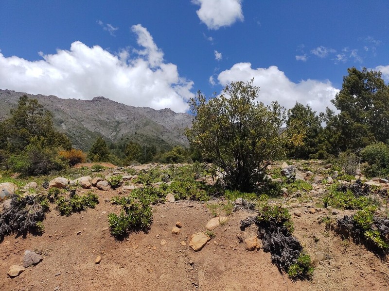 Haplopappus taeda photo 2
