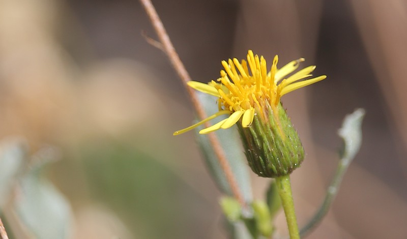 Haplopappus taeda photo 4