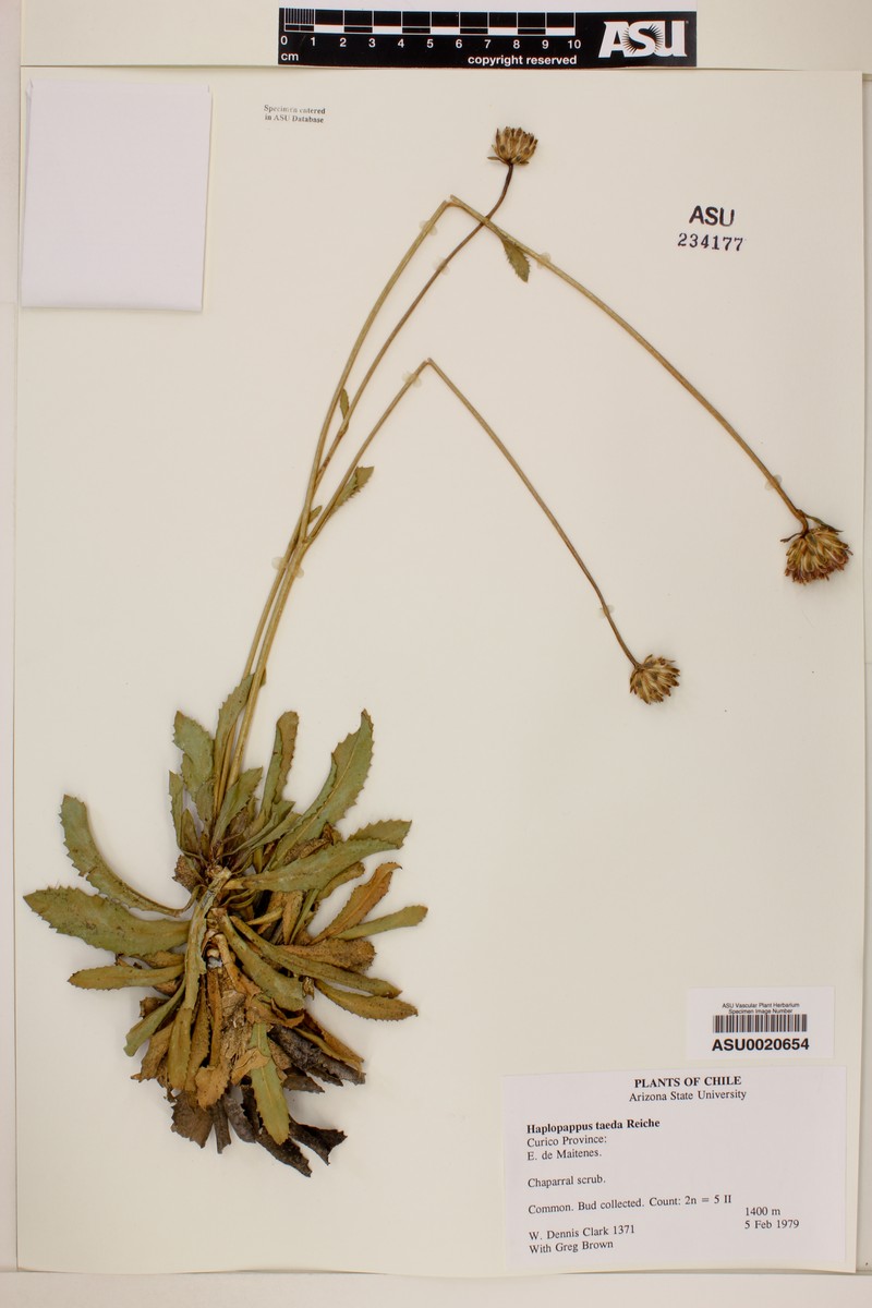 Haplopappus taeda photo 6