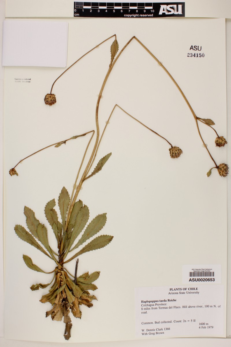 Haplopappus taeda photo 7