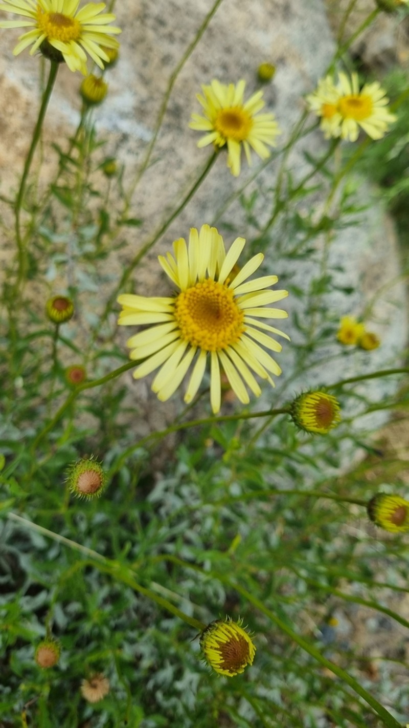 Haplopappus uncinatus