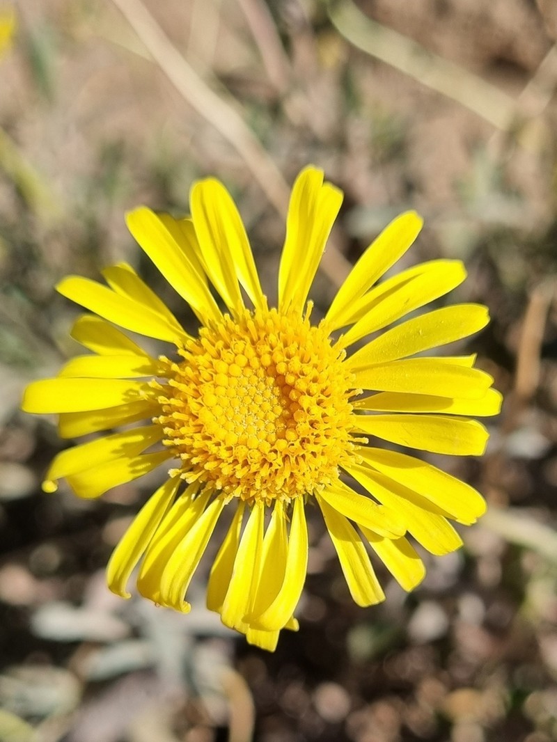 Haplopappus uncinatus photo 2