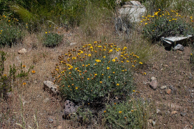 Haplopappus uncinatus photo 3