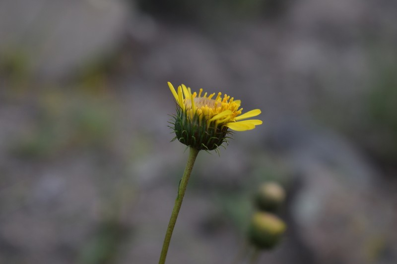 Haplopappus uncinatus photo 4