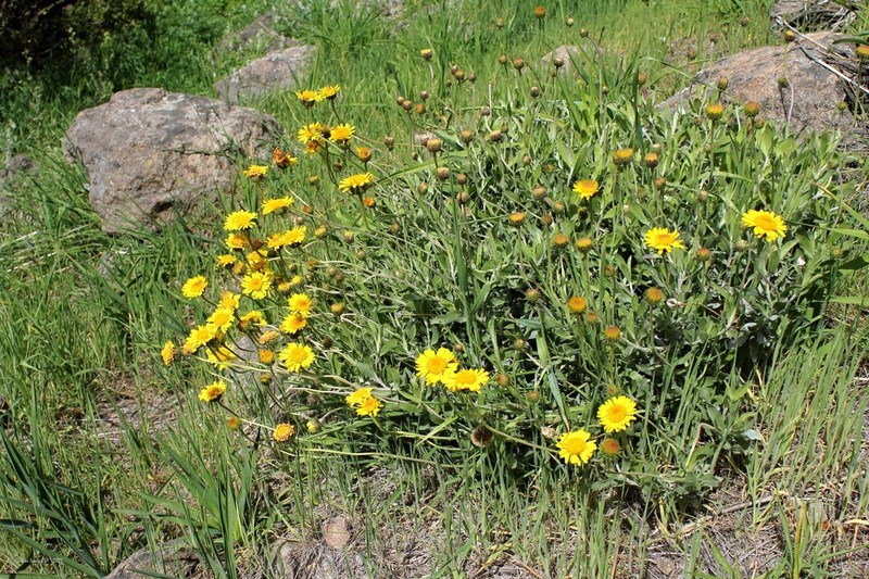 Haplopappus uncinatus photo 5