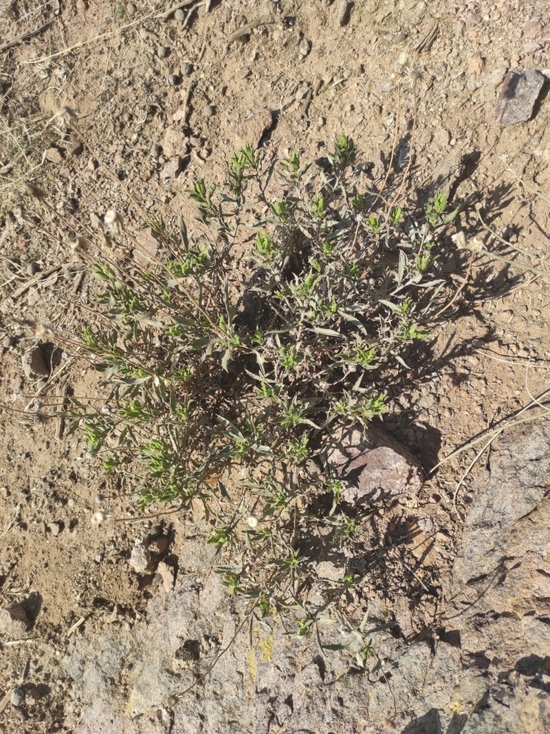 Haplopappus uncinatus photo 6