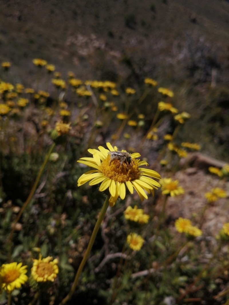 Haplopappus uncinatus photo 7