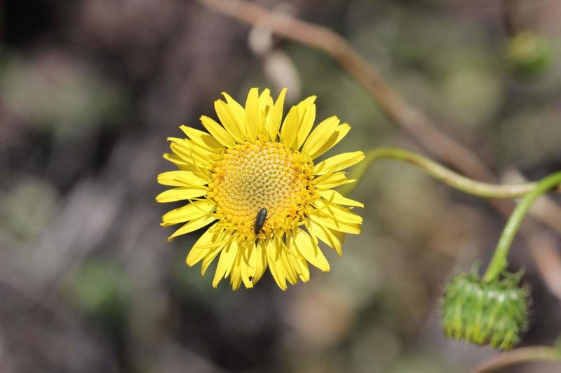 Haplopappus uncinatus photo 8
