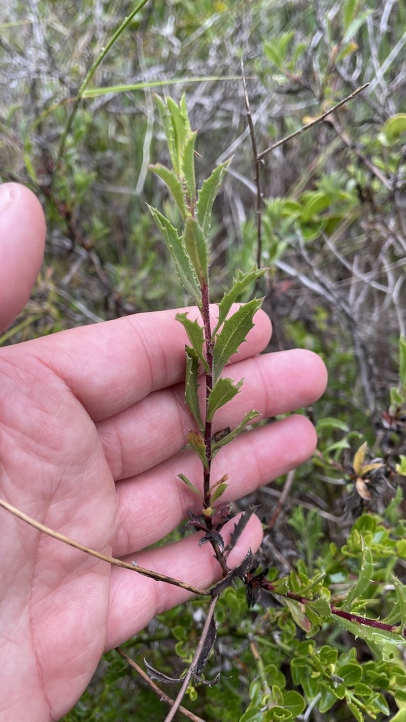 Haplopappus valparadisiacus