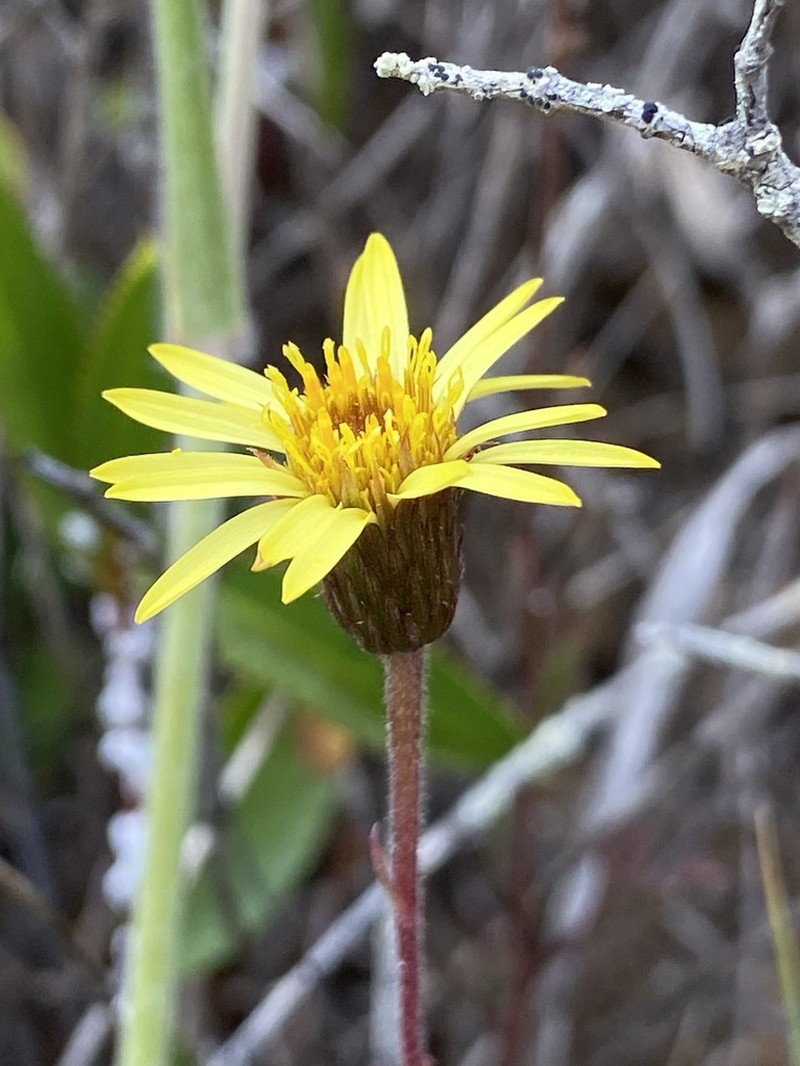 Haplopappus valparadisiacus photo 3