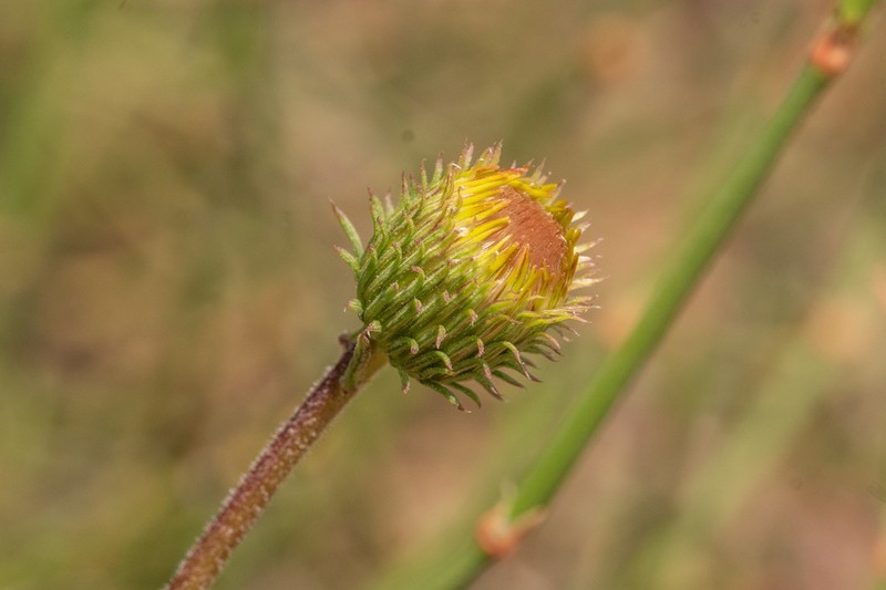 Haplopappus valparadisiacus photo 4