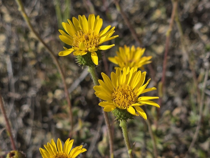 Haplopappus valparadisiacus photo 5