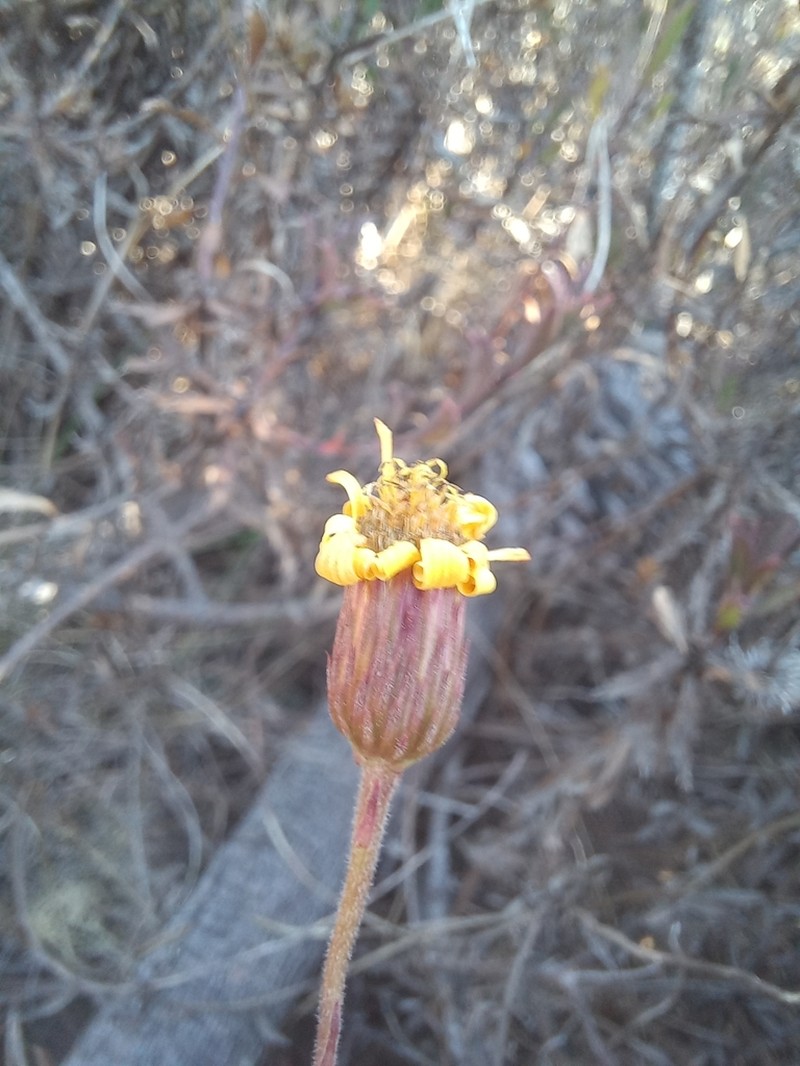 Haplopappus valparadisiacus photo 6