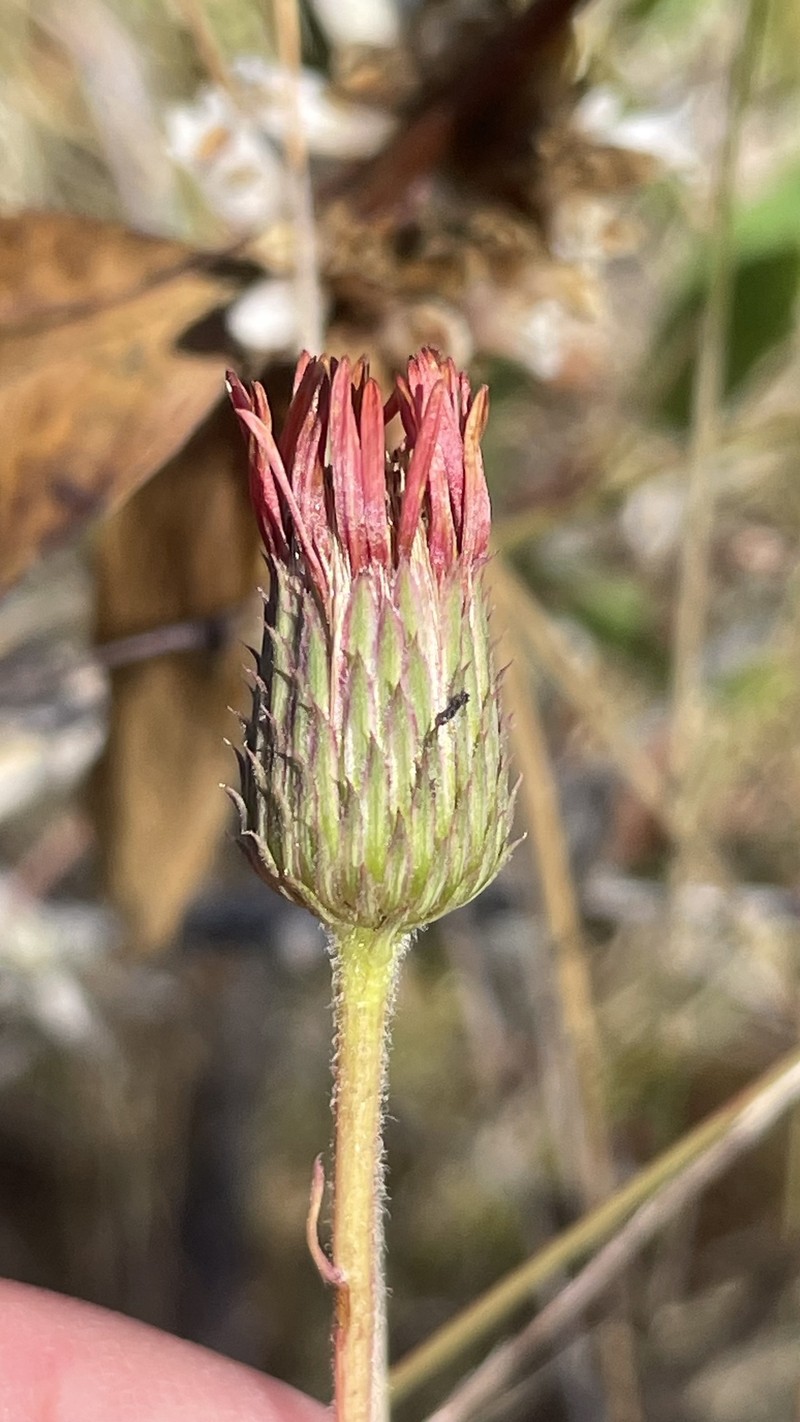 Haplopappus valparadisiacus photo 8