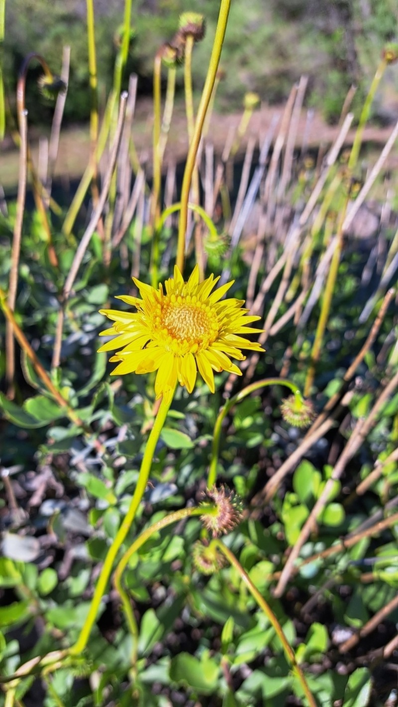 Haplopappus velutinus