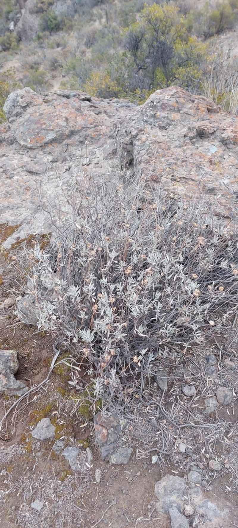 Haplopappus velutinus photo 2