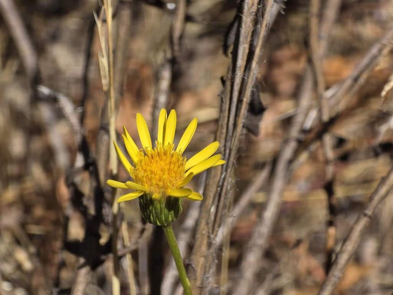 Haplopappus velutinus photo 3