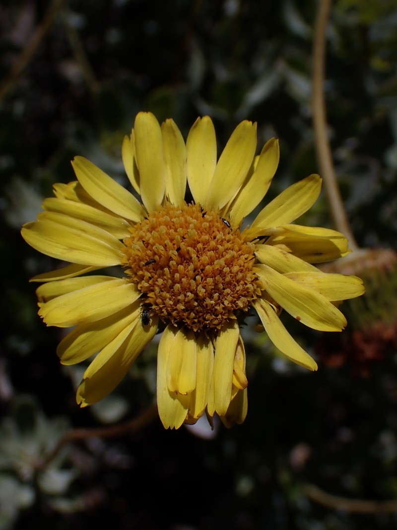 Haplopappus velutinus photo 4