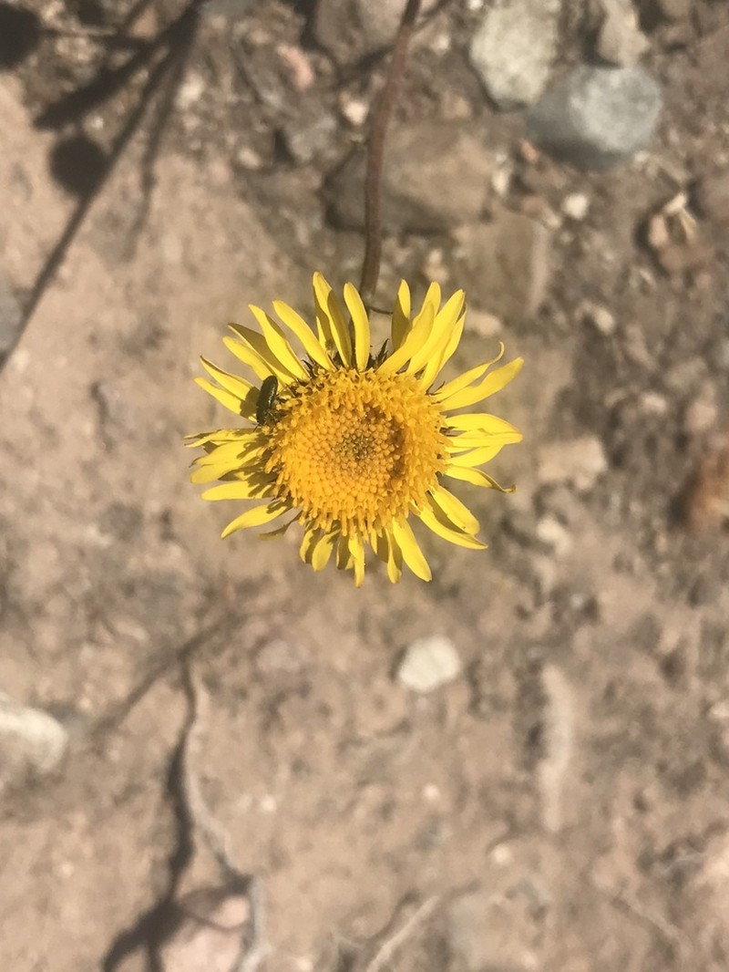 Haplopappus velutinus photo 5