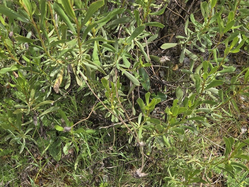 Haplopappus velutinus photo 6