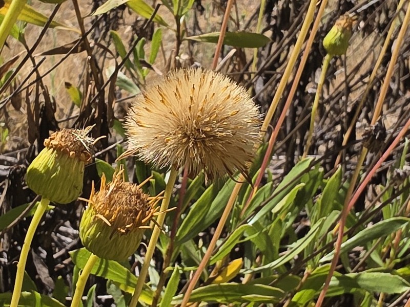 Haplopappus velutinus photo 7