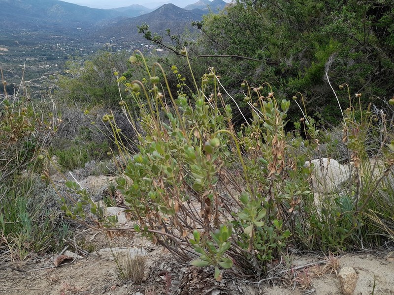 Haplopappus velutinus photo 8