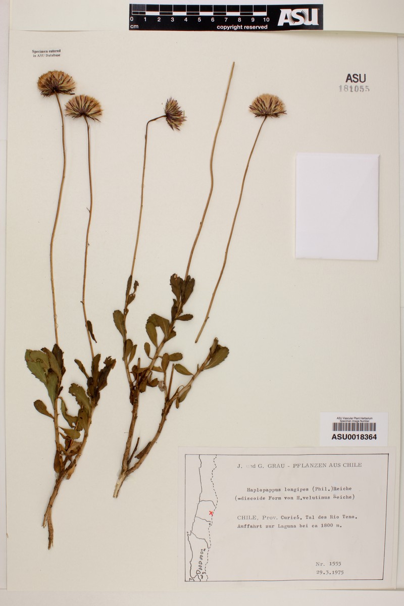 Haplopappus velutinus subsp. longipes