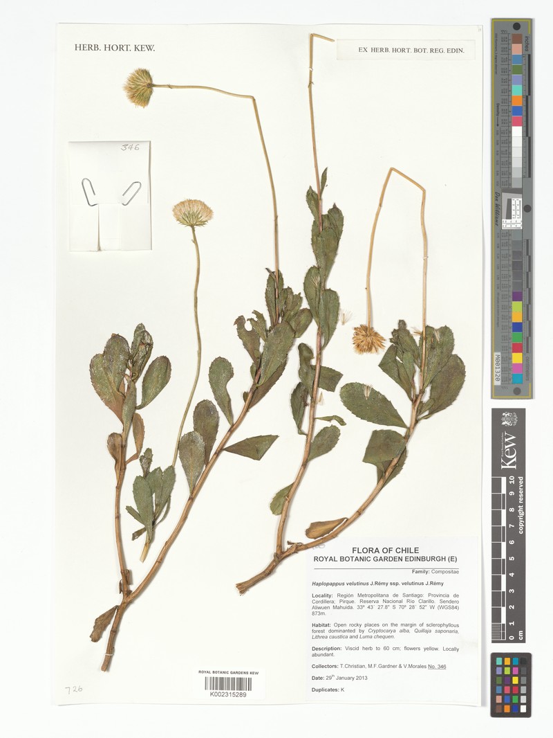 Haplopappus velutinus subsp. velutinus