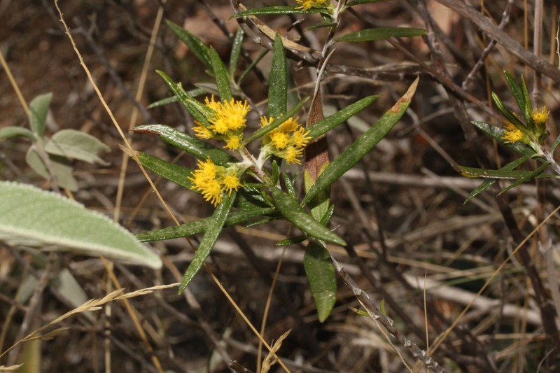 Haplopappus viridialbus