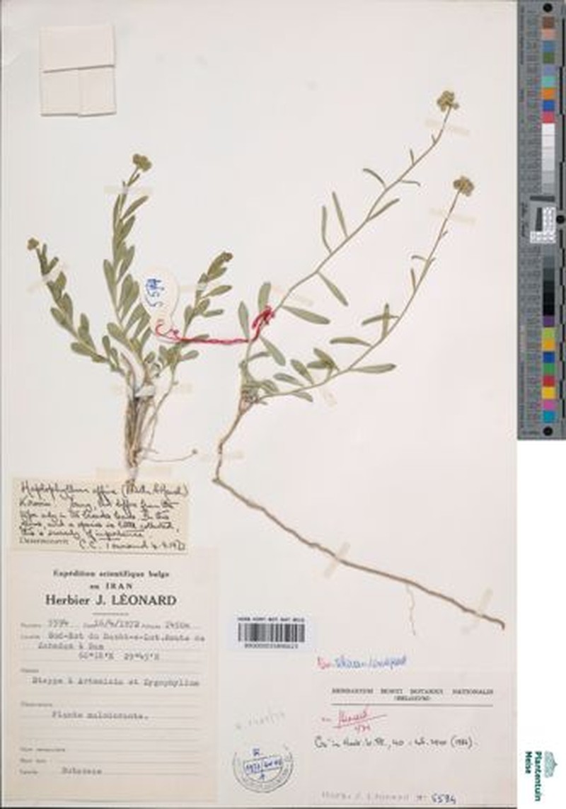 Haplophyllum affine