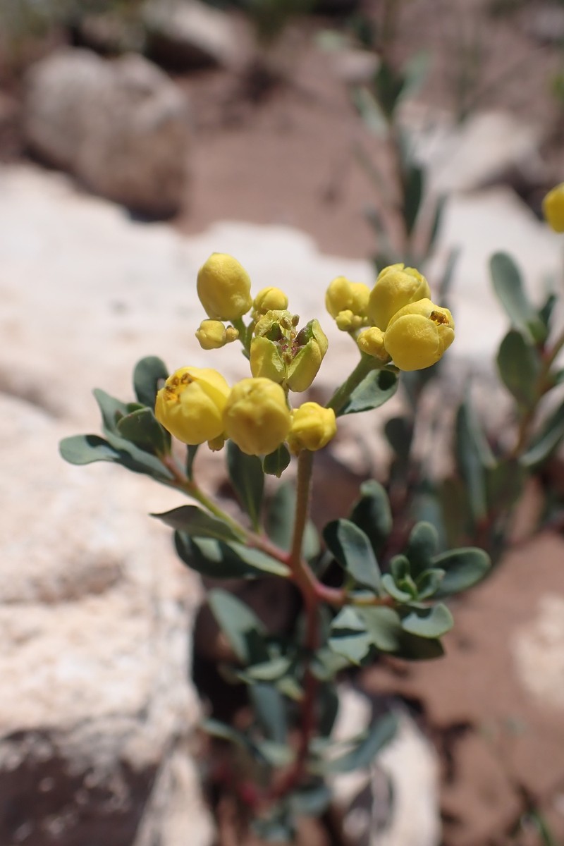 Haplophyllum broussonetianum photo 5
