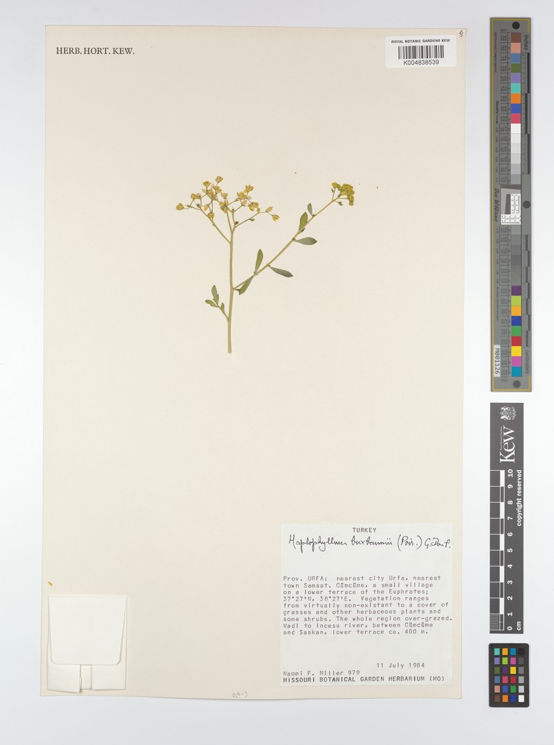 Haplophyllum buxbaumii subsp. buxbaumii