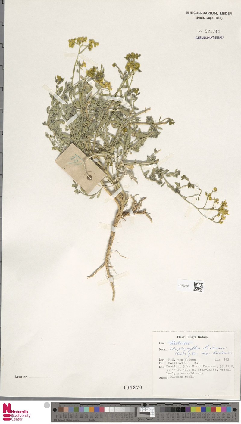 Haplophyllum buxbaumii subsp. buxbaumii photo 2